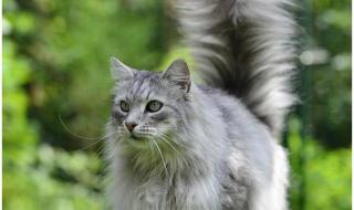 西伯利亚森林猫能长多大 西安猫咪森林