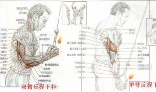 奥义拉力器使用方法 拉力器锻炼方法图解